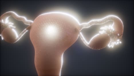 Anatomia-Del-Aparato-Reproductor-Femenino